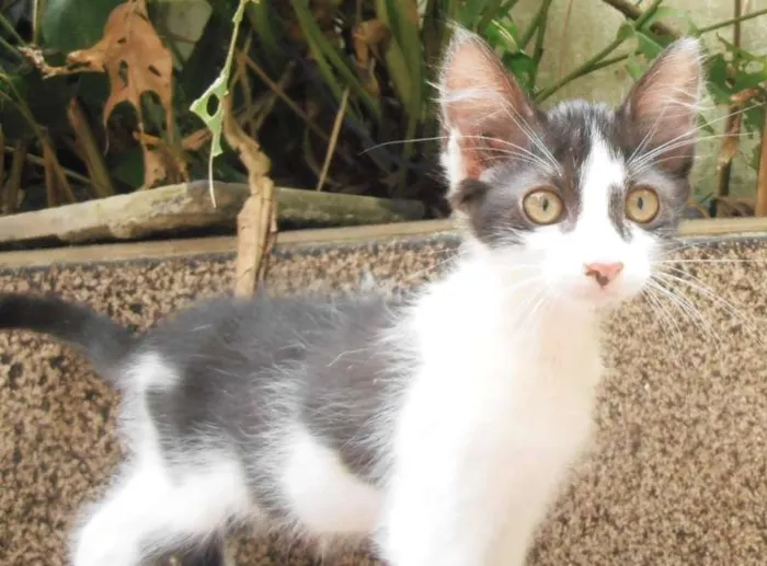 Gato ra a srd idade 2 a 6 meses nome Petibanquinha