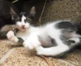 Petibanquinha