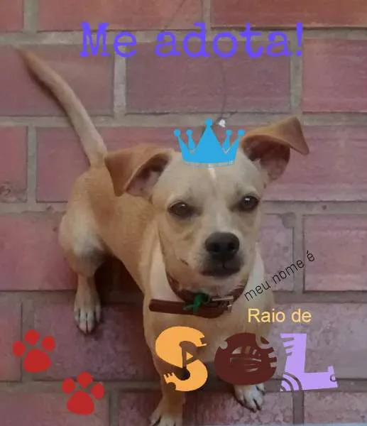 Cachorro ra a SRD idade 7 a 11 meses nome Raio de Sol