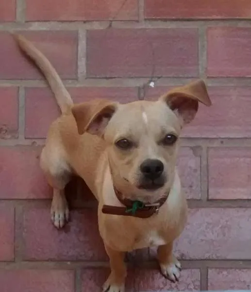 Cachorro ra a SRD idade 7 a 11 meses nome Raio de Sol