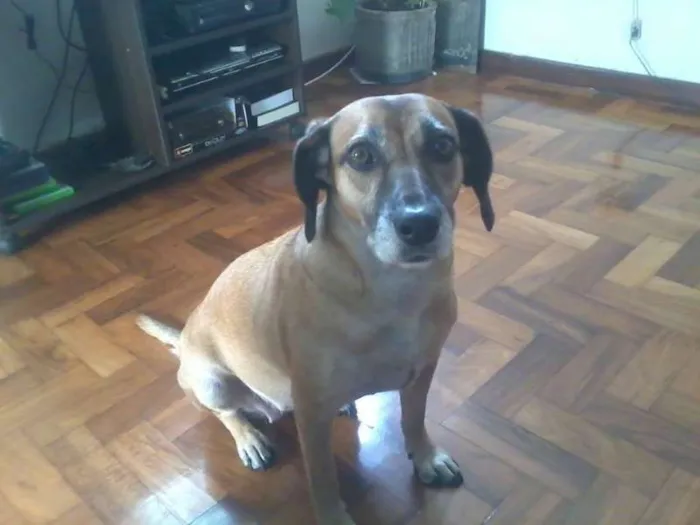 Cachorro raça Basset idade 5 anos nome Ana Clara
