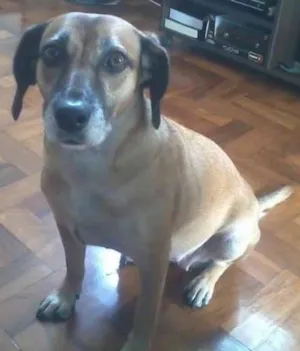 Cachorro raça Basset idade 5 anos nome Ana Clara