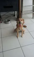 Belinha