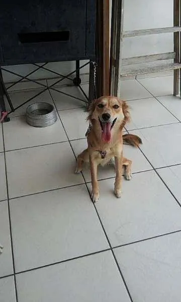 Cachorro ra a Indefinida idade 7 a 11 meses nome Belinha