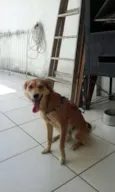 Belinha