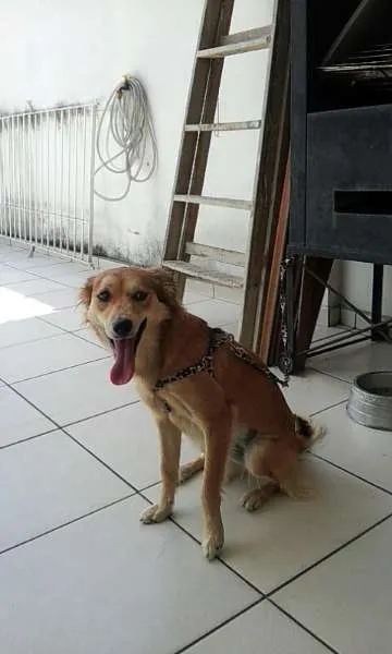 Cachorro ra a Indefinida idade 7 a 11 meses nome Belinha