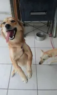 Belinha