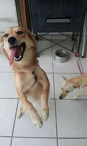 Cachorro ra a Indefinida idade 7 a 11 meses nome Belinha