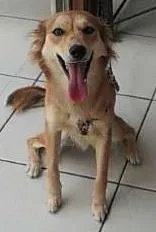 Cachorro raça Indefinida idade 7 a 11 meses nome Belinha