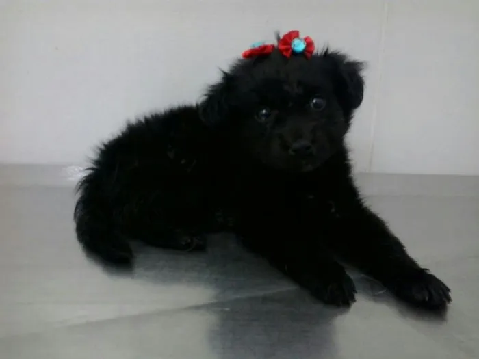 Cachorro ra a SRD idade  nome Vidinha