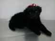 Vidinha