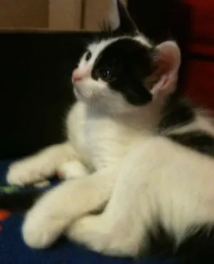 Gato raça SRD idade 2 a 6 meses nome Lupina 