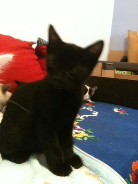 Gato ra a SRD idade 2 a 6 meses nome Amôn 