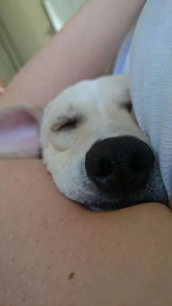 Cachorro raça SRD idade 7 a 11 meses nome Sid
