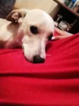 Sid
