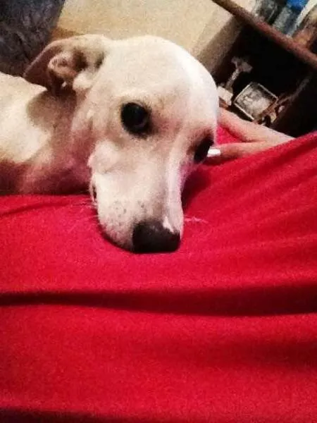 Cachorro raça SRD idade 7 a 11 meses nome Sid