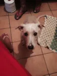 Sid