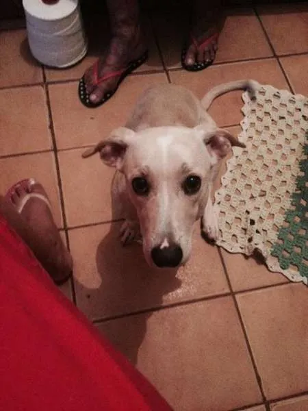 Cachorro raça SRD idade 7 a 11 meses nome Sid