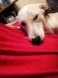Sid