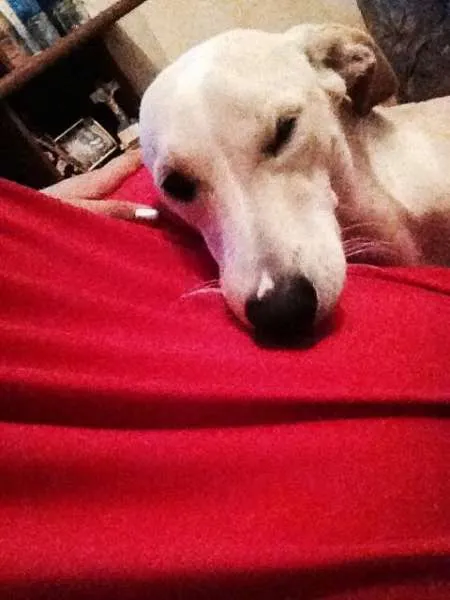 Cachorro raça SRD idade 7 a 11 meses nome Sid