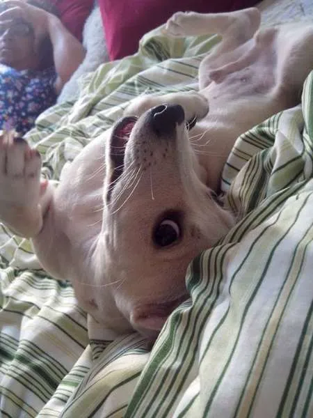 Cachorro raça SRD idade 7 a 11 meses nome Sid