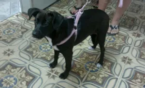 Cachorro raça SRD idade 2 a 6 meses nome Pretinha