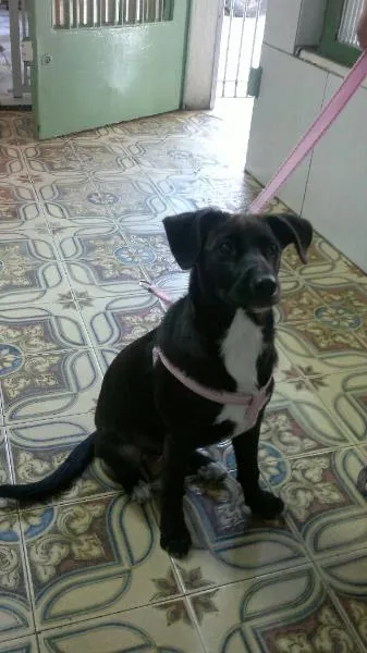 Cachorro ra a SRD idade 2 a 6 meses nome Pretinha