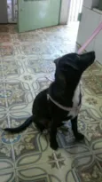 Pretinha