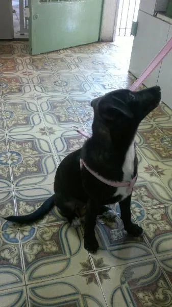 Cachorro ra a SRD idade 2 a 6 meses nome Pretinha