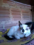 Pinga