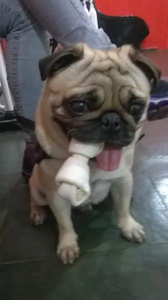 Cachorro ra a Pug  idade  nome Chein