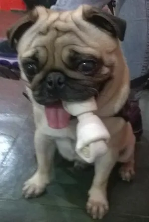 Cachorro raça Pug  idade  nome Chein