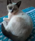 Baunilha