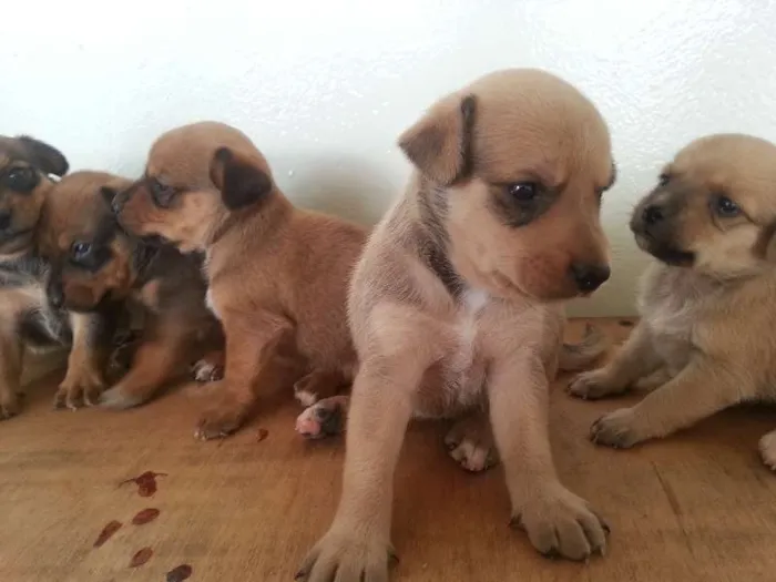 Cachorro ra a nenhuma idade Abaixo de 2 meses nome Ainda sem nome