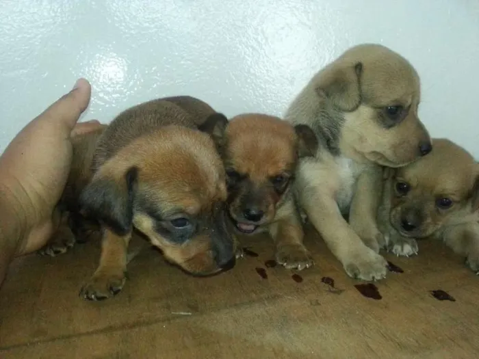 Cachorro ra a nenhuma idade Abaixo de 2 meses nome Ainda sem nome
