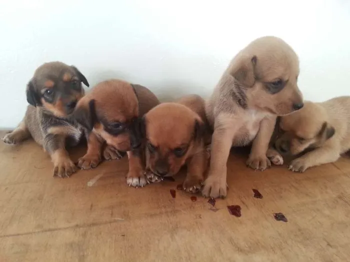 Cachorro ra a nenhuma idade Abaixo de 2 meses nome Ainda sem nome