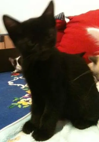 Gato ra a SRD idade 2 a 6 meses nome Amôn 