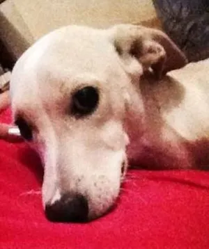 Cachorro raça SRD idade 7 a 11 meses nome Sid