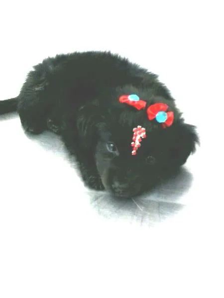 Cachorro ra a SRD idade  nome Vidinha