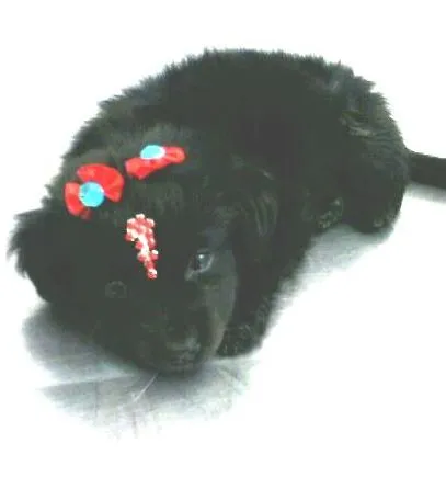 Cachorro ra a SRD idade  nome Vidinha