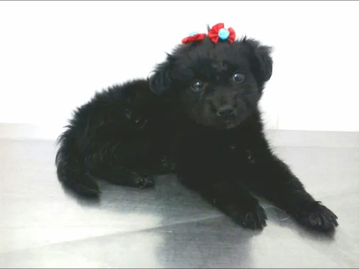 Cachorro ra a SRD idade  nome Vidinha