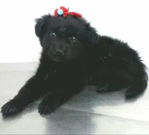 Cachorro raça SRD idade  nome Vidinha