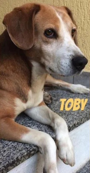 Cachorro raça SRD idade 6 ou mais anos nome Toby