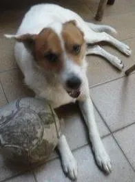 Cachorro raça vira lata idade 4 anos nome Bob