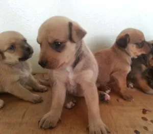 Cachorro raça nenhuma idade Abaixo de 2 meses nome Ainda sem nome