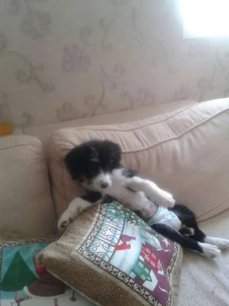 Cachorro ra a Indefinida idade 2 a 6 meses nome "Ka"