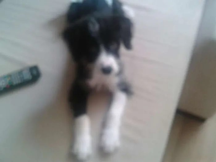 Cachorro ra a Indefinida idade 2 a 6 meses nome "Ka"