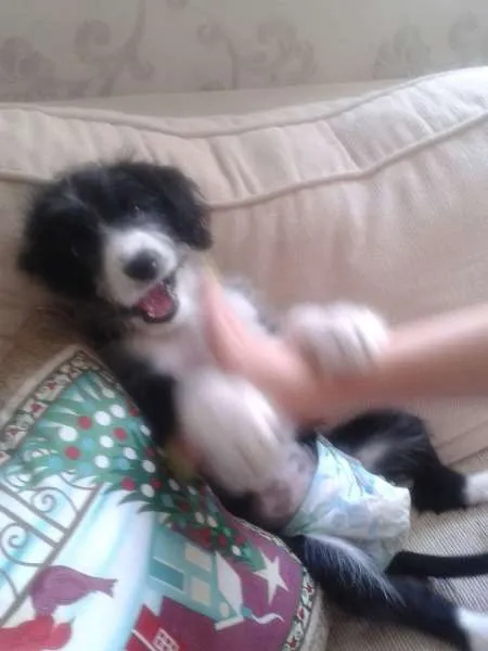 Cachorro ra a Indefinida idade 2 a 6 meses nome "Ka"