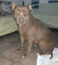 Chiva