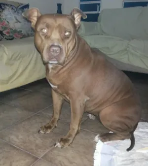 Cachorro raça Pit-Bull idade 3 anos nome Chiva